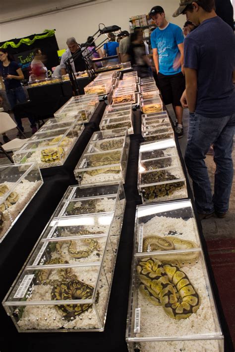 Reptile convention near me - April 27 - April 28. Northern California’s largest reptile show returns to Sacramento the weekend of April 27th and 28th, 2024, at the Pavilion at Cal Expo! With more than 19,000 people in attendance and more than 3,000 reptiles on display, the Sacramento Reptile Show is the largest reptile show in Northern California and a must …